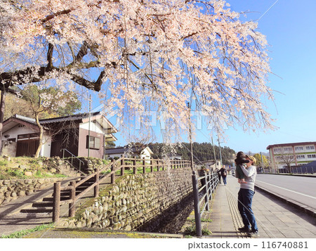 大分縣日田市,父母和孩子正在欣賞樹齡 200 年的大原垂枝櫻花。 大分縣日田市,父母和孩子正在欣賞樹齡 200 年的大原垂枝櫻花。 116740881