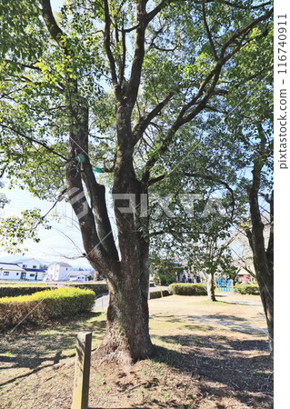 大分縣日田鏡坂公園內的紀念樟樹。 116740911