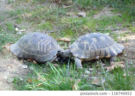 The two turtles looked at each other in the park 116740952