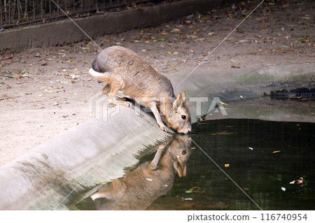 The Patagonian mara (Dolichotis patagonum) 116740954