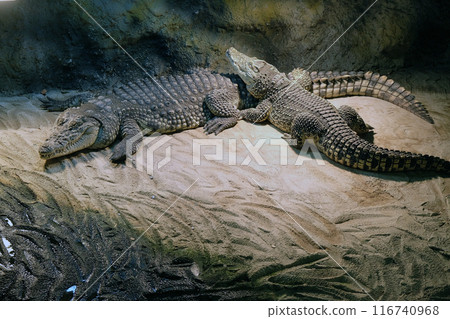 Crocodile 116740968