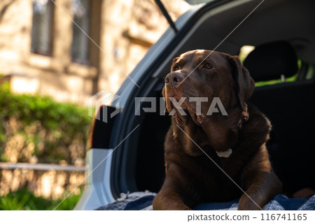 Big dog lying on a plaid in a car trunk Big dog lying on a plaid in a car trunk 116741165