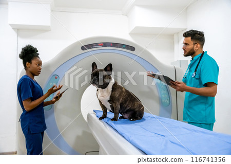 Veterinarians working in the clinic on MRI apparatus, the dog waiting for procedure 116741356