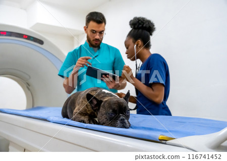 Veterinarians discussing the MRI results and looking concentrated 116741452