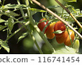 Cultivation home garden of tomatoes turning red 116741454