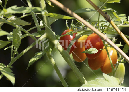 Cultivation home garden of tomatoes turning red Cultivation home garden of tomatoes turning red 116741454