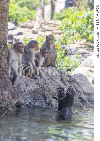 A bonnet monkey looks at two Asian small-clawed otters playing together 116741458