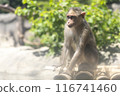 Monkey sitting on a raft 116741460