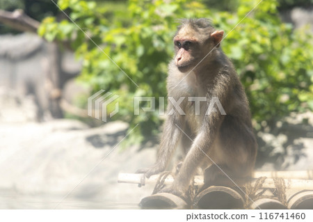 Monkey sitting on a raft 116741460