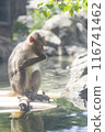 A monkey drinking water 116741462