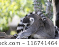 Sleeping wolverine lemur 116741464