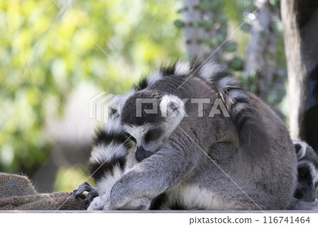 Sleeping wolverine lemur Sleeping wolverine lemur 116741464