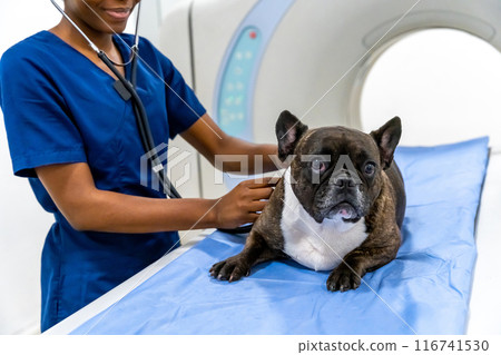 Close up of a dog lying on a examination table in clinic Close up of a dog lying on a examination table in clinic 116741530