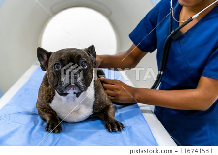 Close up of a dog lying on a examination table in clinic Close up of a dog lying on a examination table in clinic 116741531