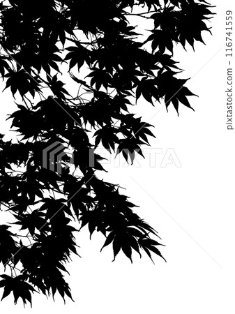 Cut-out leaves of Japanese maple, a seasonal image background 116741559