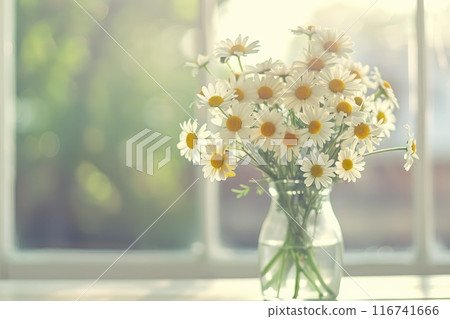 Tranquil Morning Light with Fresh Daisy Arrangement on Window Sill Tranquil Morning Light with Fresh Daisy Arrangement on Window Sill 116741666