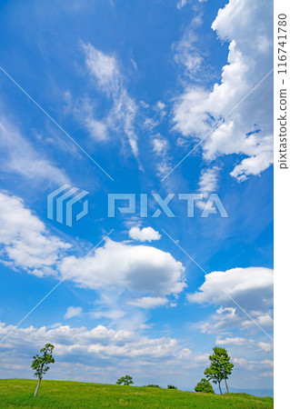 Summer blue sky and meadow Summer blue sky and meadow 116741780