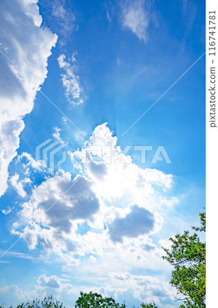 Summer clouds, trees and sun Summer clouds, trees and sun 116741781