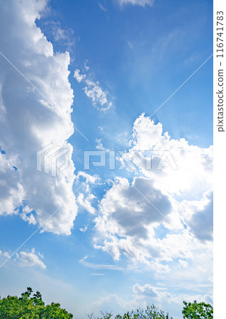 Summer clouds, trees and sun 116741783