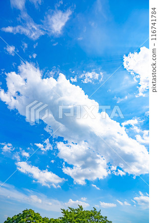 Summer clouds and trees Summer clouds and trees 116741784