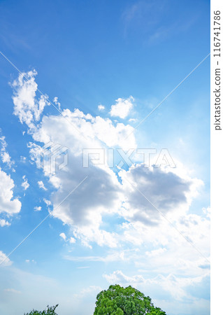 夏天的雲、樹木和陽光 夏天的雲、樹木和陽光 116741786