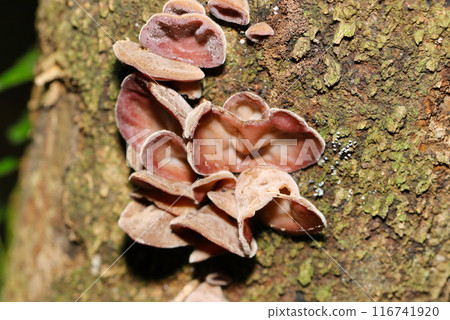 A group of wild wood ear mushrooms growing on the trunks of broad-leaved trees (close-up with natural light, strobe and macro lens) 116741920