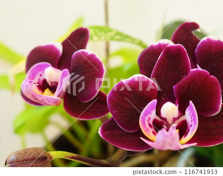 Phalaenopsis orchid  116741933