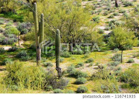 Central Sonora Desert Arizona 116741935