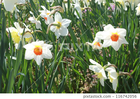 水仙花花 116742056