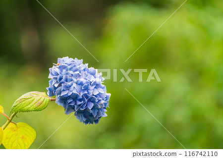 藍色繡球花 藍色繡球花 116742110