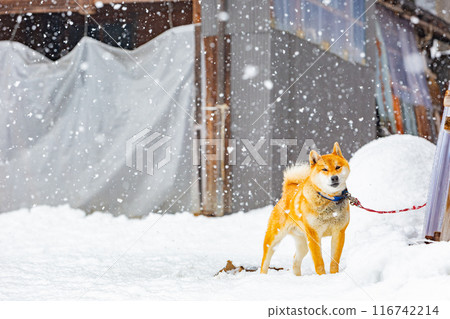 Close up shot of a cute Shiba Inu dog Close up shot of a cute Shiba Inu dog 116742214