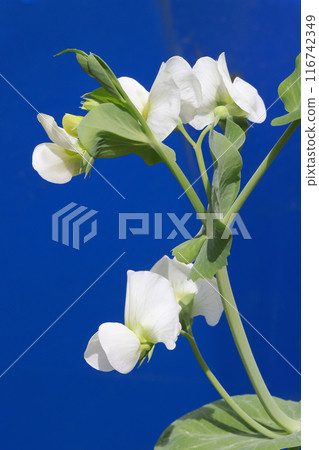 Sweet pea flowers Sweet pea flowers 116742349