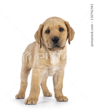 Young Labrador dog on white background Young Labrador dog on white background 116742361