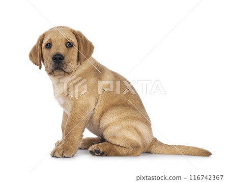 Young Labrador dog on white background Young Labrador dog on white background 116742367