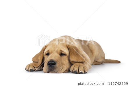 Young Labrador dog on white background 116742369