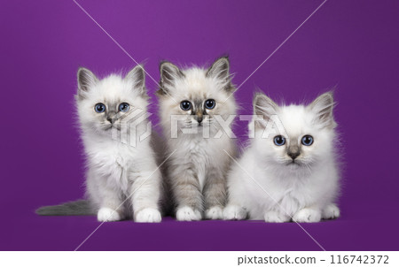 Sacred Birman kittens on aubergine purple background Sacred Birman kittens on aubergine purple background 116742372