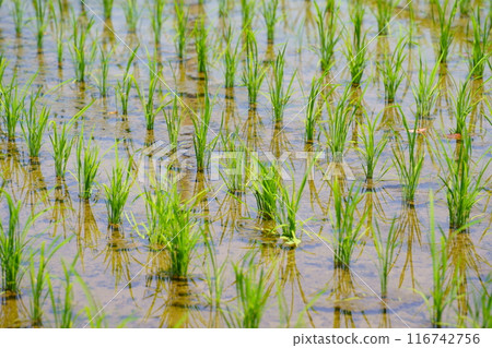 Paddy field just after planting rice 116742756