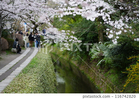 京都哲學之道櫻花 116742820