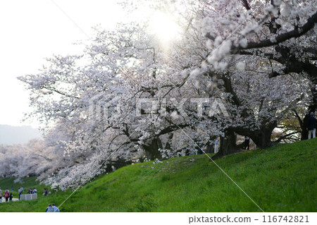 Row of cherry blossom trees 116742821