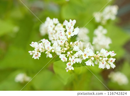 Flowering buckwheat lat. Fagopyrum esculentum known as common buckwheat. Flowering buckwheat lat. Fagopyrum esculentum known as common buckwheat. 116742824