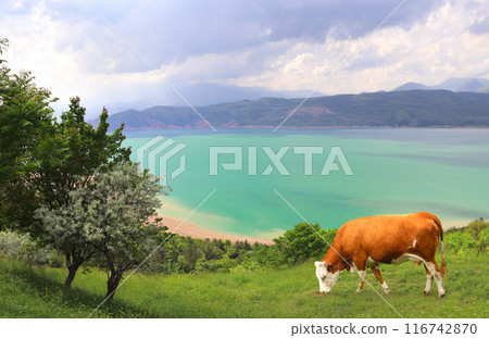 Cow grazing in a mountain meadow in Chimgan mountains, Uzbekistan. View of idyllic mountain scenery with Charvak reservoir, green grass and red cow, Western Tien Shan Mountains Cow grazing in a mountain meadow in Chimgan mountains, Uzbekistan. View of idyllic mountain scenery with Charvak reservoir, green grass and red cow, Western Tien Shan Mountains 116742870