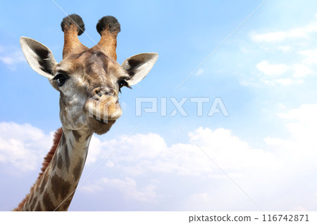 Cute curious giraffe. The giraffe looks interested. The animal looks with interest. On blue sky background Cute curious giraffe. The giraffe looks interested. The animal looks with interest. On blue sky background 116742871