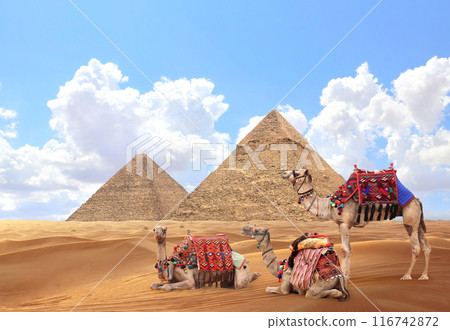 Camels in a colorful horse-clothes resting on the sand near to pyramids, Giza, Cairo, Egypt. Famous Great Pyramids of Chephren and Cheops, Giza pyramid complex (Giza Necropolis) Camels in a colorful horse-clothes resting on the sand near to pyramids, Giza, Cairo, Egypt. Famous Great Pyramids of Chephren and Cheops, Giza pyramid complex (Giza Necropolis) 116742872