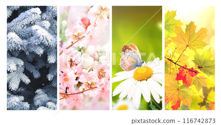 Four seasons of year. Set of vertical nature banners with winter, spring, summer and autumn scenes. Nature collage with seasonal scenics. Copy space for text 116742873