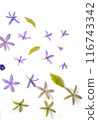 Purple Flower Blooms on White Background 116743342