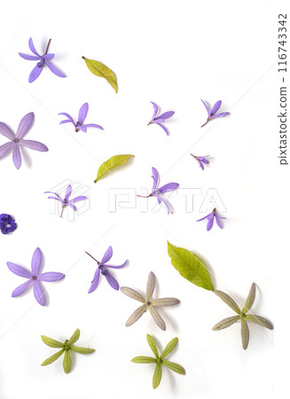 Purple Flower Blooms on White Background 116743342