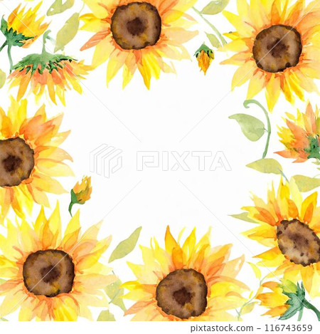 向日葵框架 向日葵框架 116743659