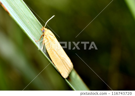 Detailed close-up of an orange leg borer, Eilema sororcula, perched on a plant. 116743720