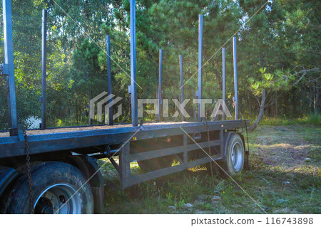 A logging truck with empty trailers drives forward along the highway against a background of forest and blue sky 116743898