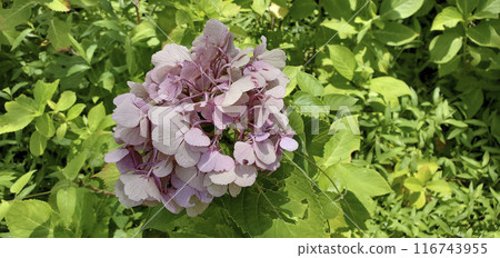 Hydrangea 116743955